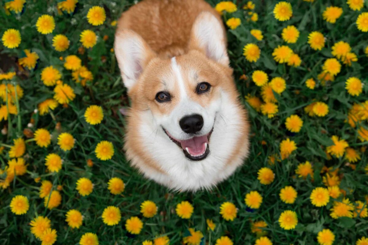 30 Cheery Dog Breeds That Spread Happiness With Every Walk