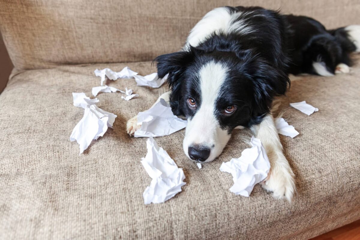 9 Canine Breeds Who Really Would possibly Eat Your Homework