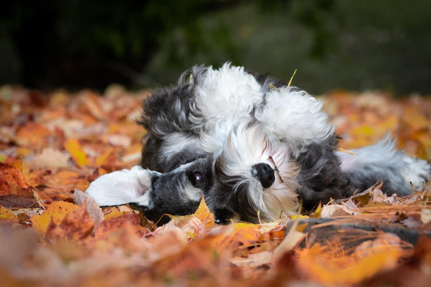 puppy playing with leaves
