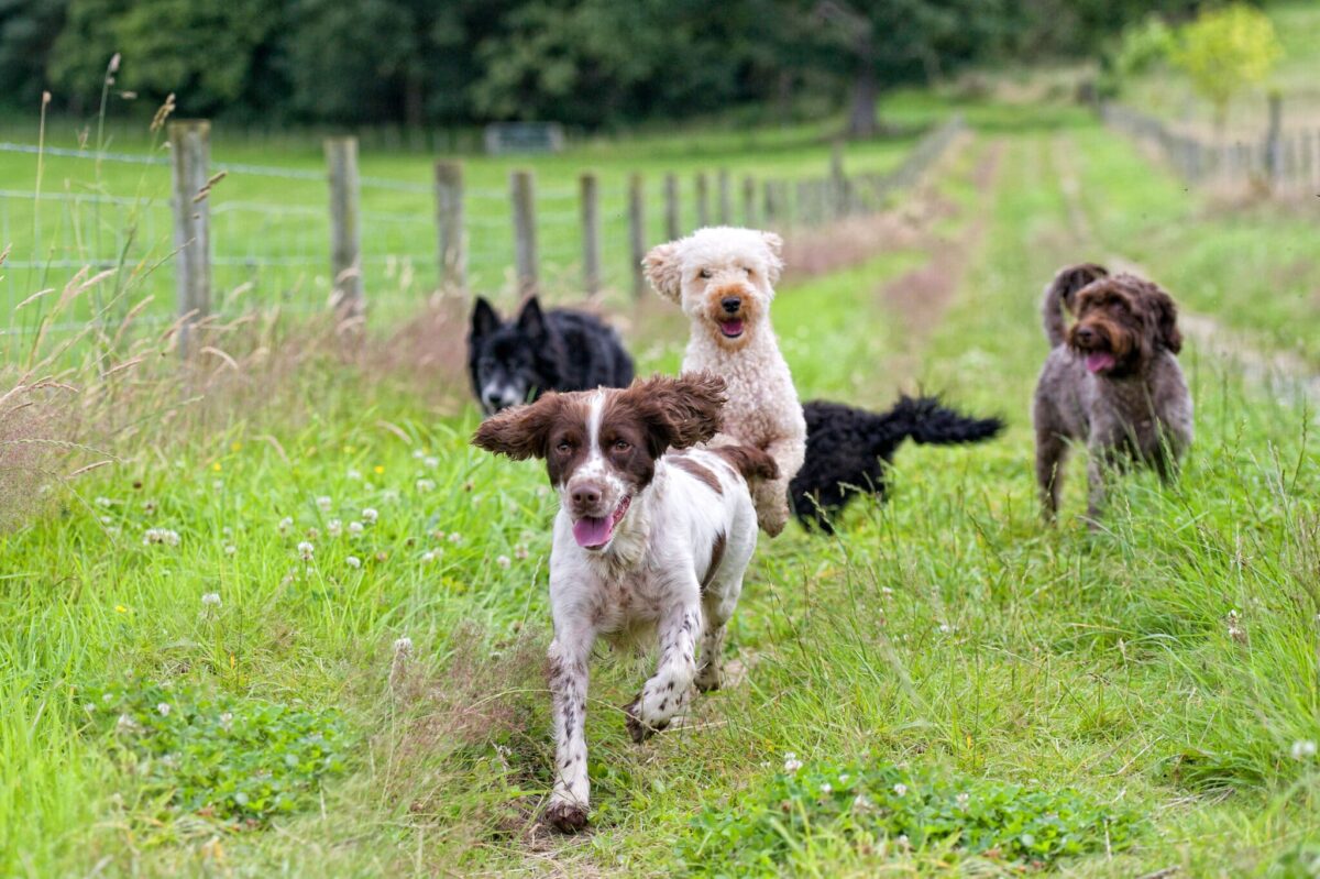 Happy,Healthy,Dogs,Enjoying,A,Run,In,The,Park