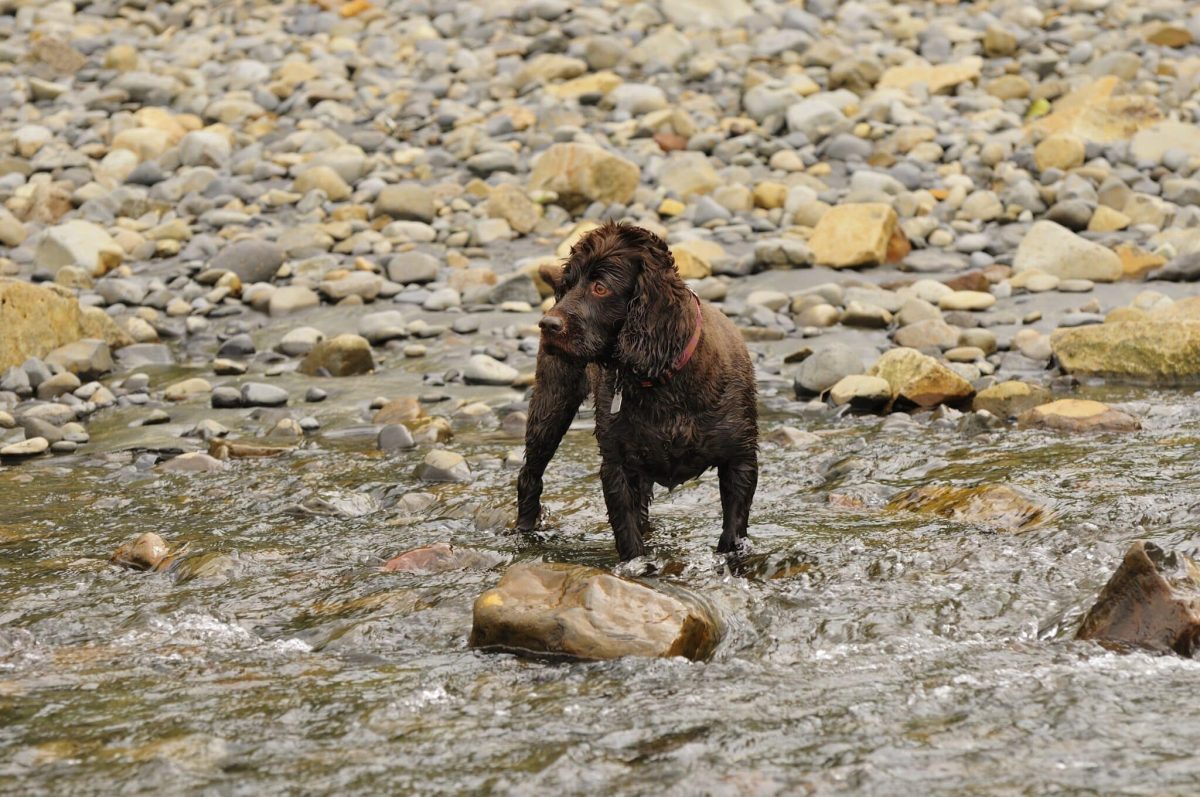A Boykin Spaniel gleefully swimming, capturing its happy and water-loving nature.