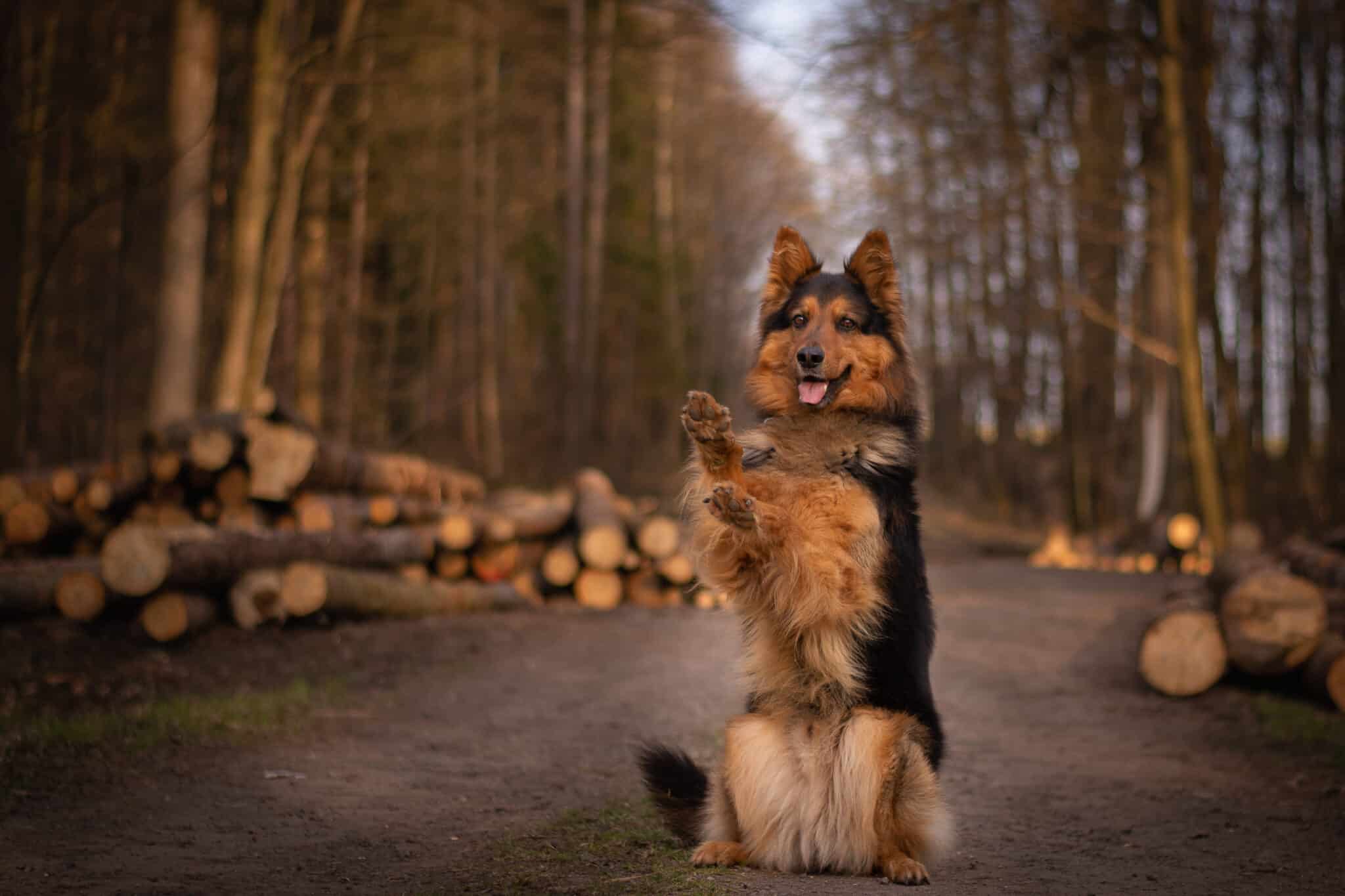 15 Amazing Dog Breeds That Look like German Shepherds - iHeartDogs.com