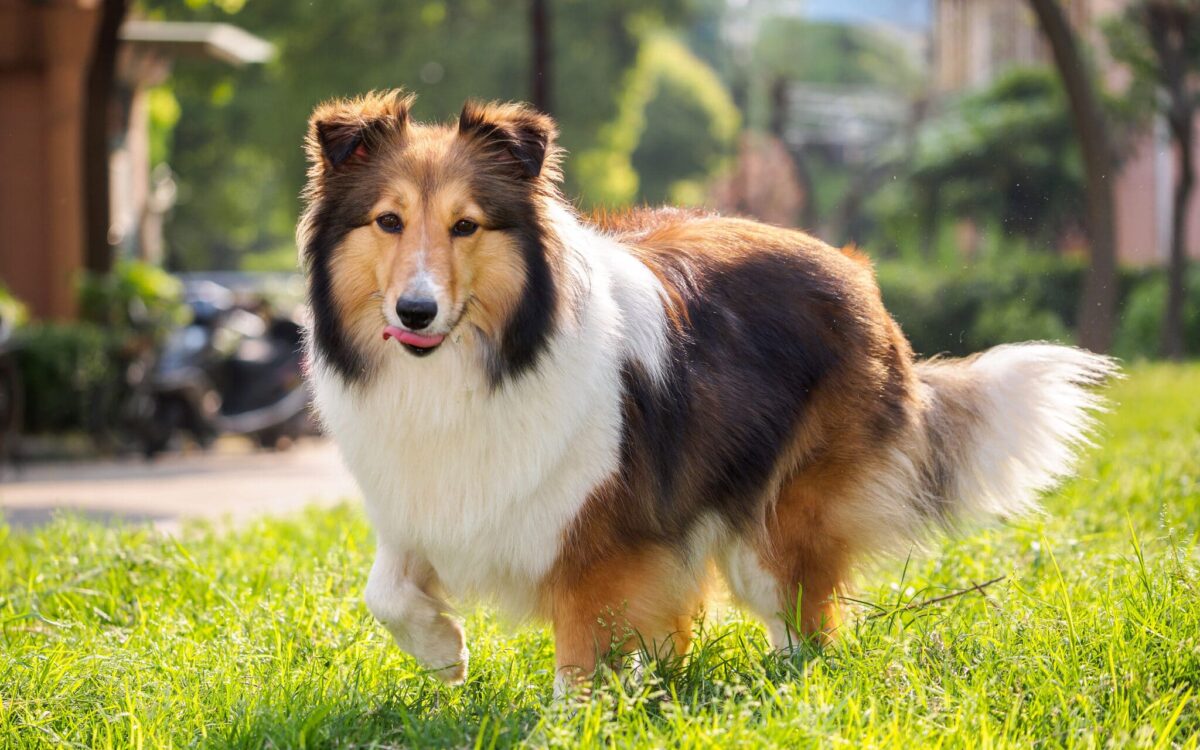 Dog,,Shetland,Sheepdog,,Collie,,Smile,With,Big,Mouth,,She,Was