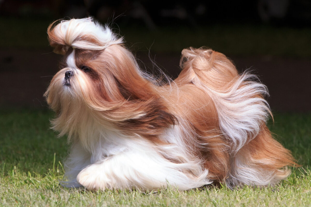 13 Most Beautiful Dog Breeds on Earth