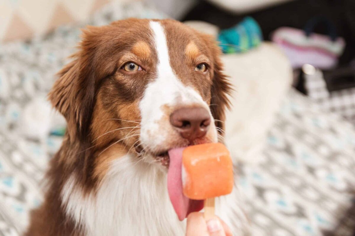 The Shocking Cause Some Canine Are Obsessed With Ice Cubes