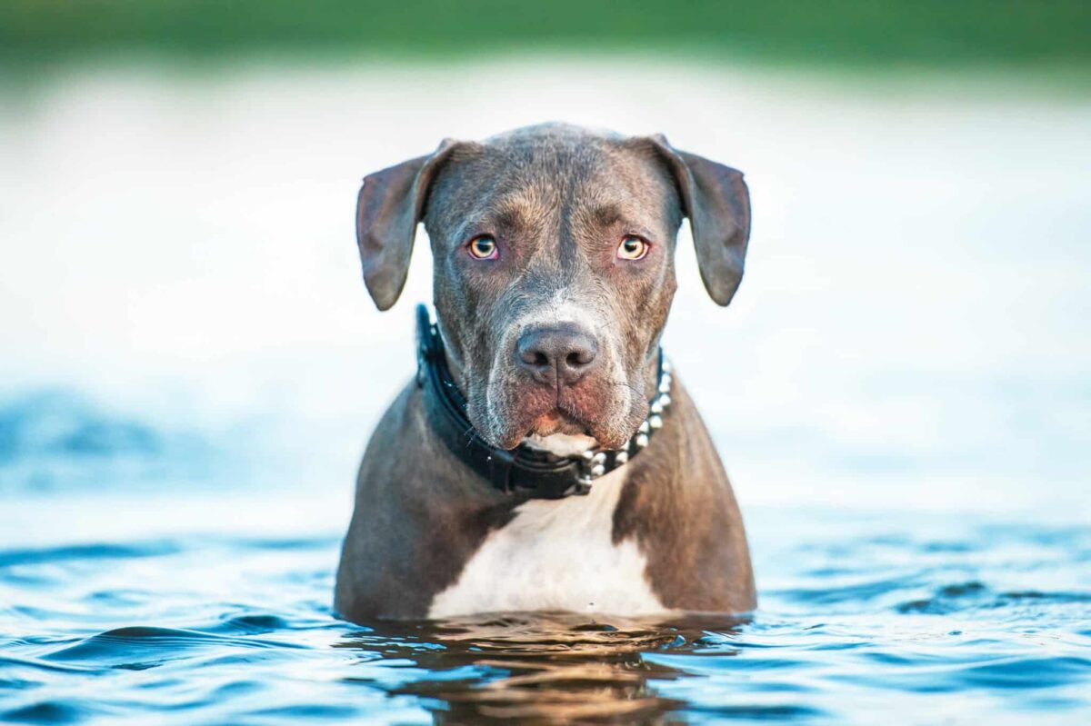 12 Dog Breeds That Love Hot Weather (and 5 That Hate the Heat)