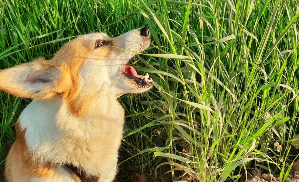 12 Fascinating Explanations for Why Canines Eat Grass and Then Vomit