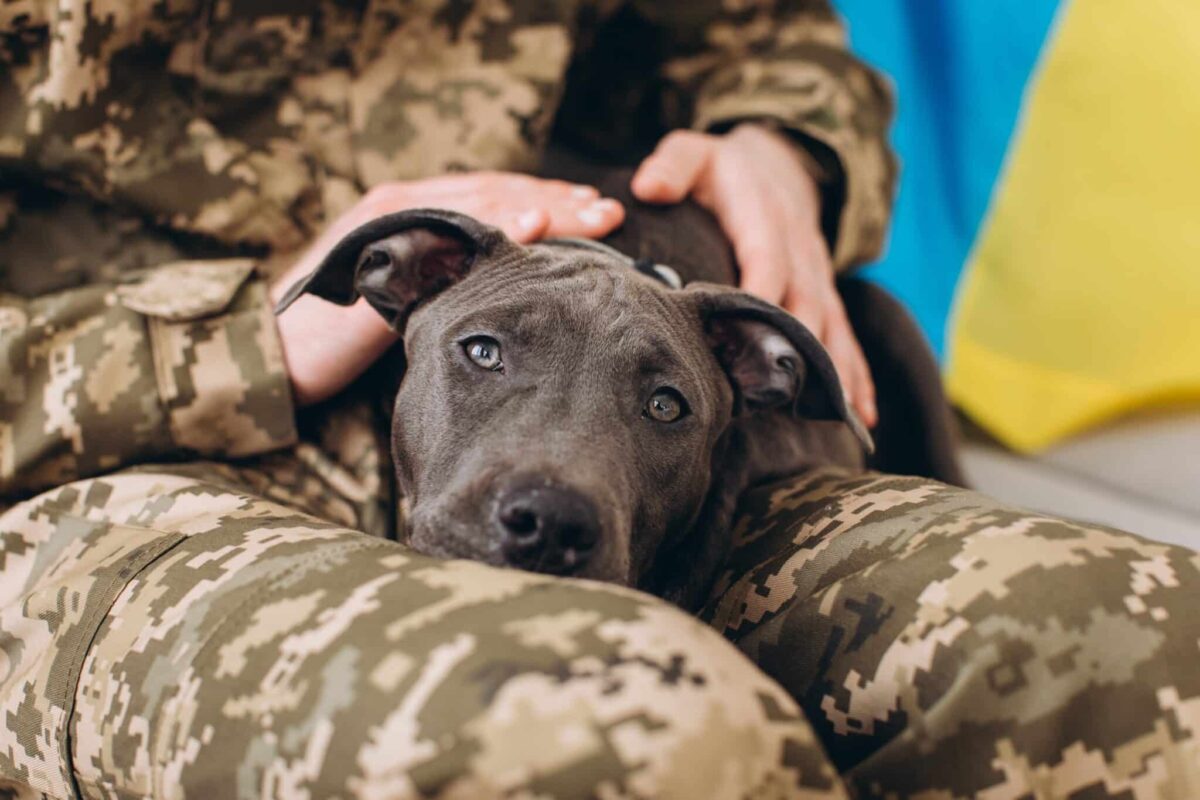 A,Ukrainian,Soldier,In,Military,Uniform,Is,Sitting,On,A