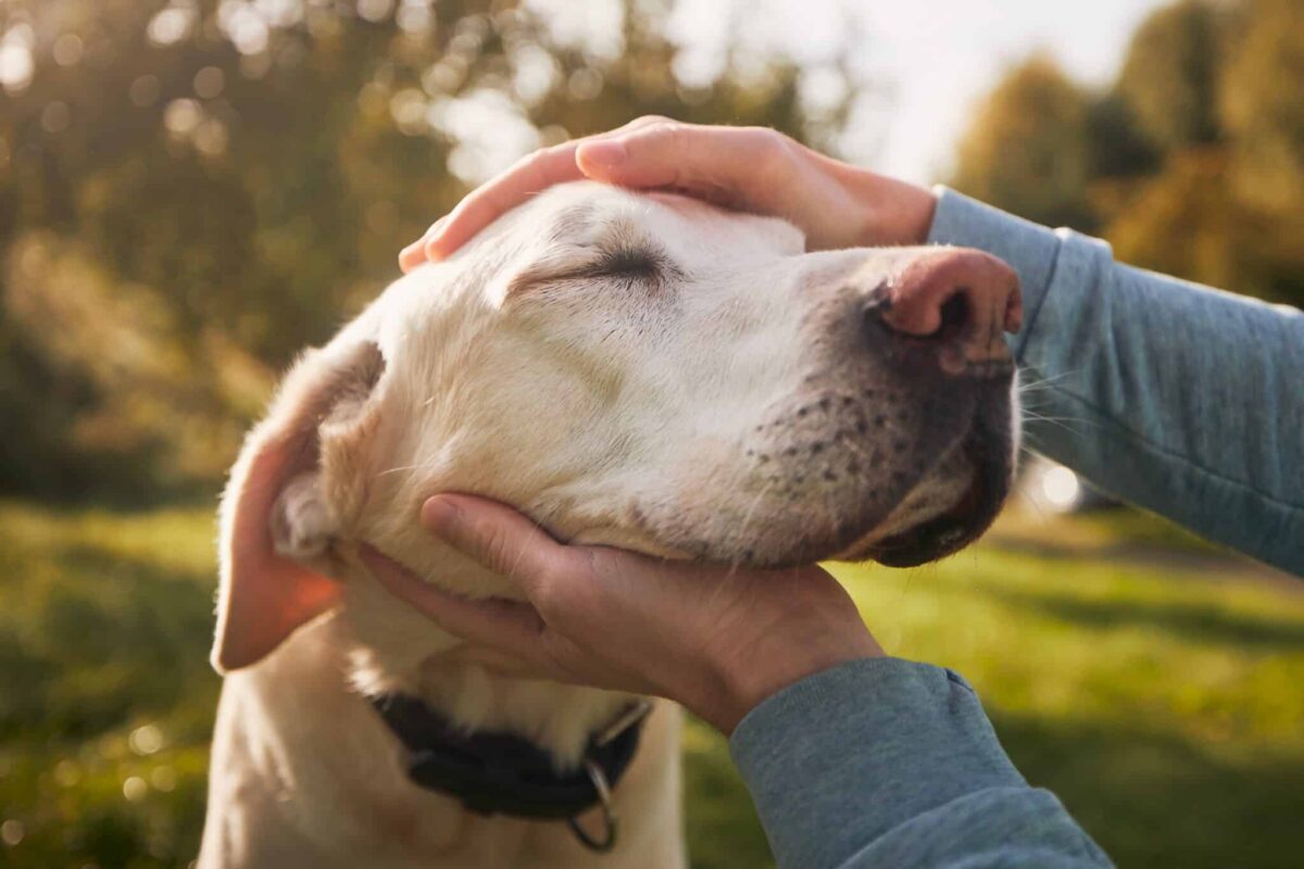 How Dogs Choose Their Favorite Human, According To Experts