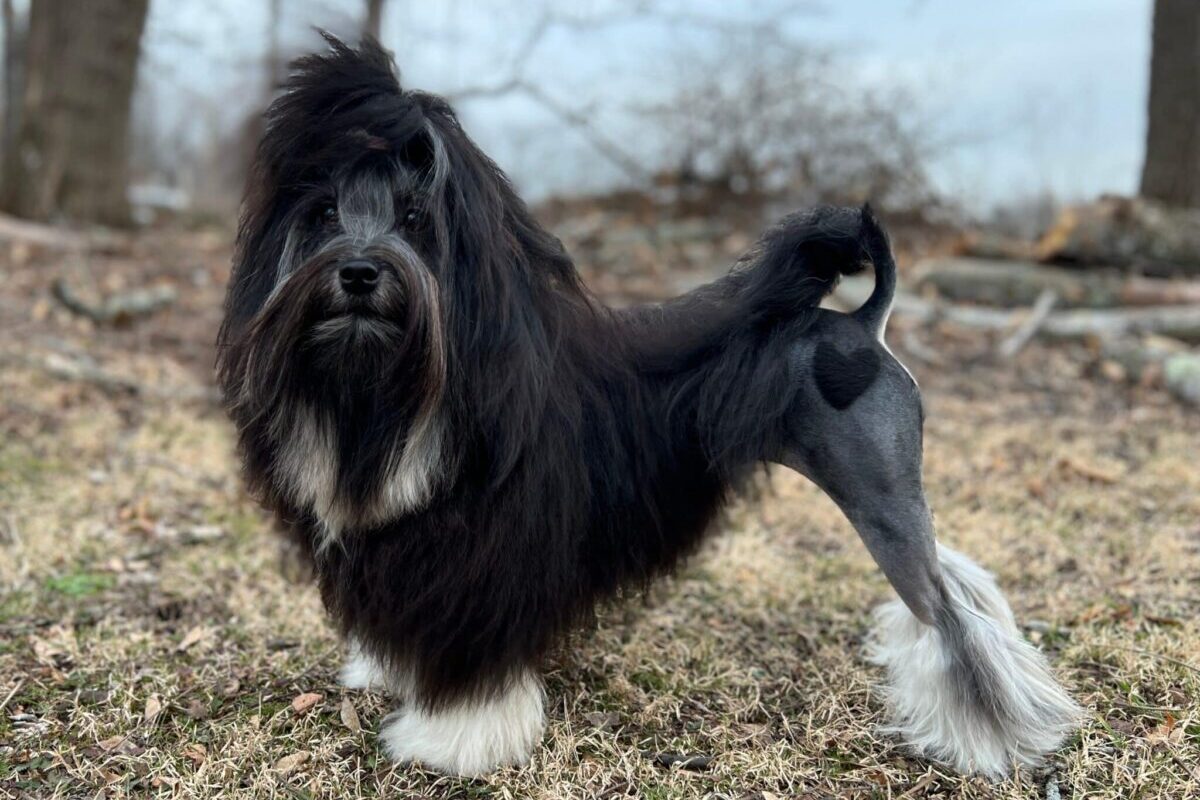 Lowchen,Pictures,,Small,Fluffy,Dog