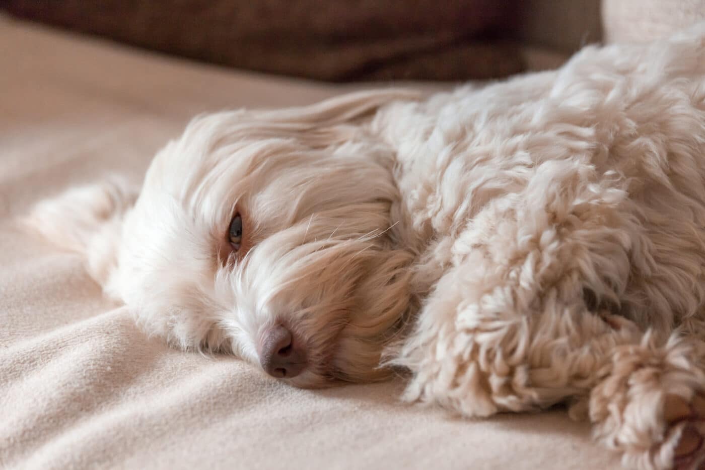 Havanese dog