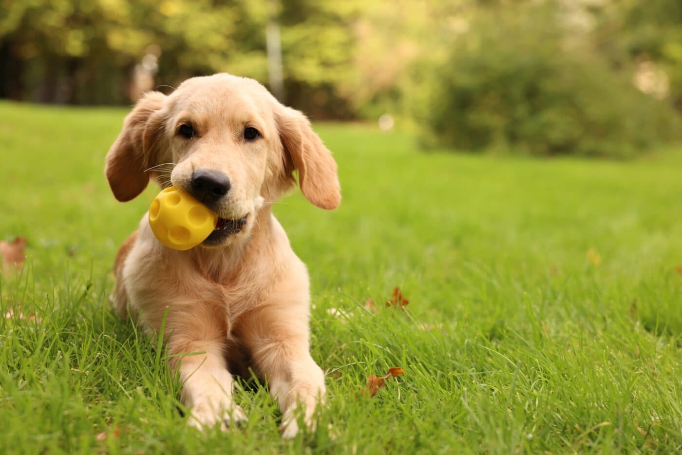 Labrador Retriever
