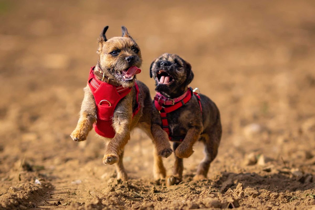 A Border Terrier playfully running, showing their active and lively nature.