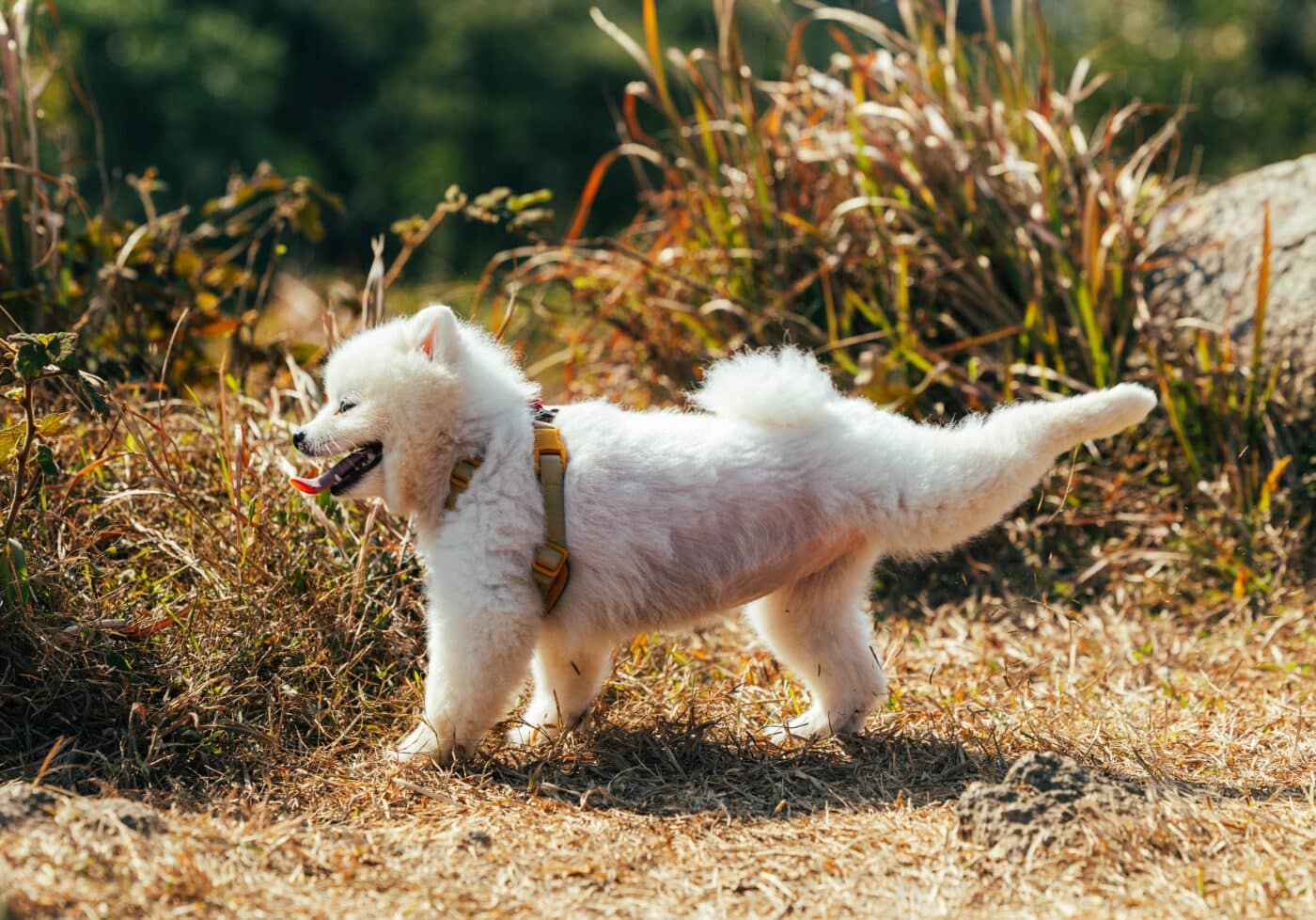 A,Fluffy,White,Pomeranian,Puppy,Dog,Stretching,Her,Back,Legs