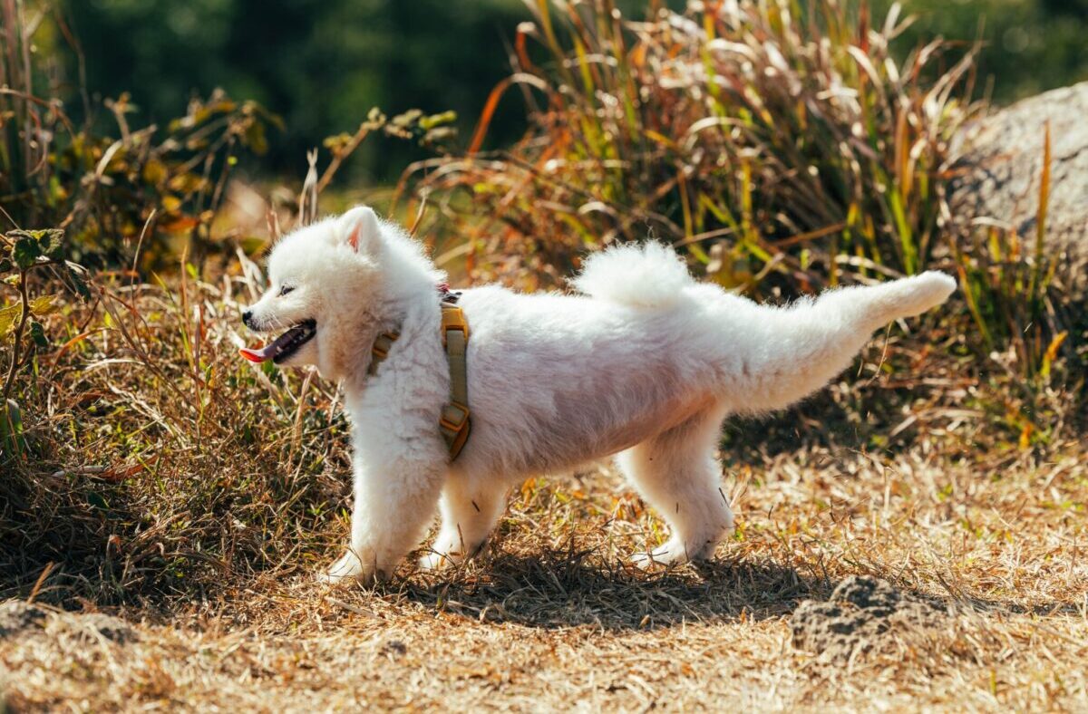 A,Fluffy,White,Pomeranian,Puppy,Dog,Stretching,Her,Back,Legs