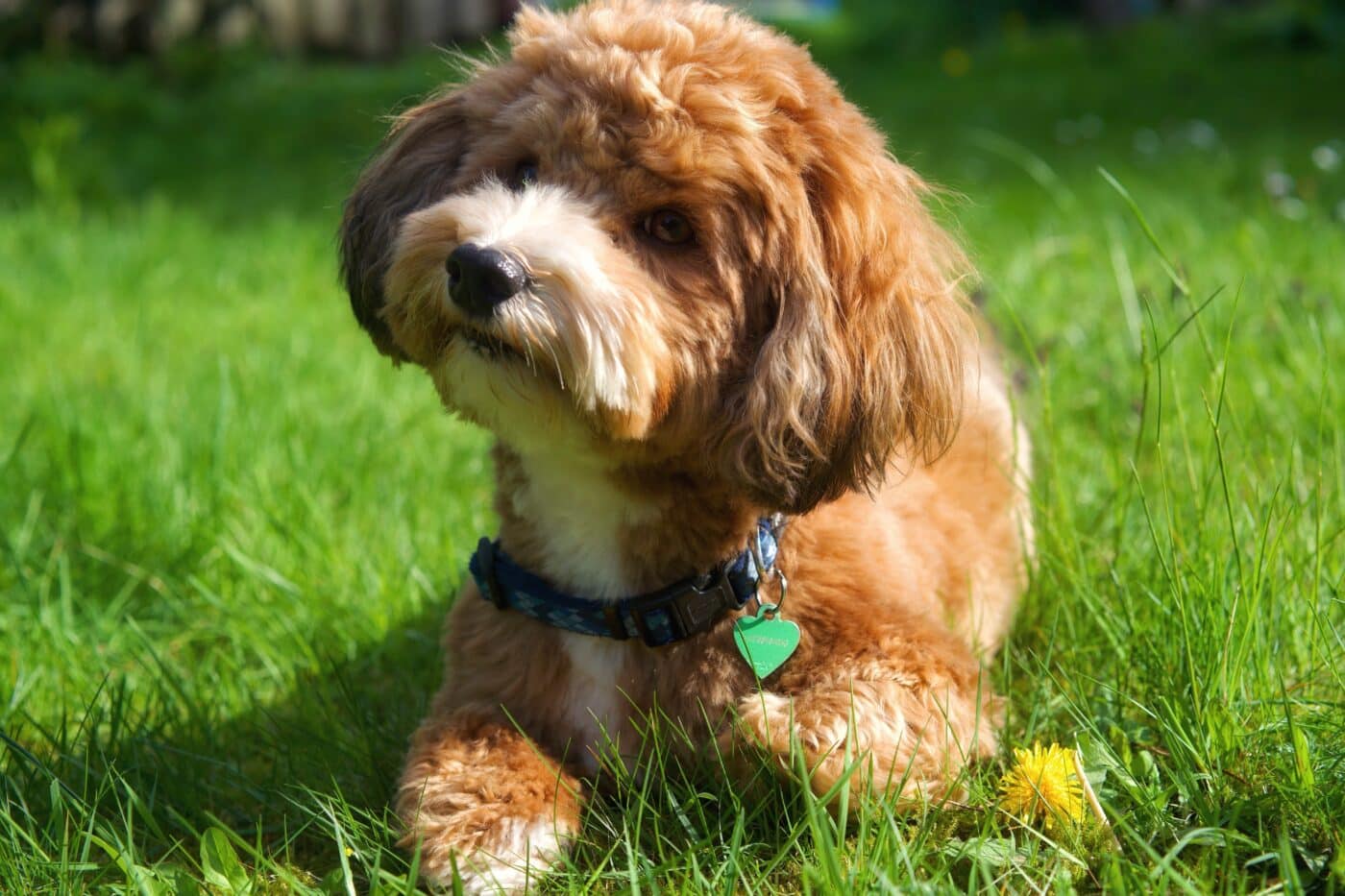 Havanese dog