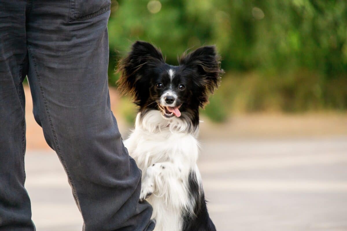 20 Dogs That Need Constant Companionship: Avoid Long Absences