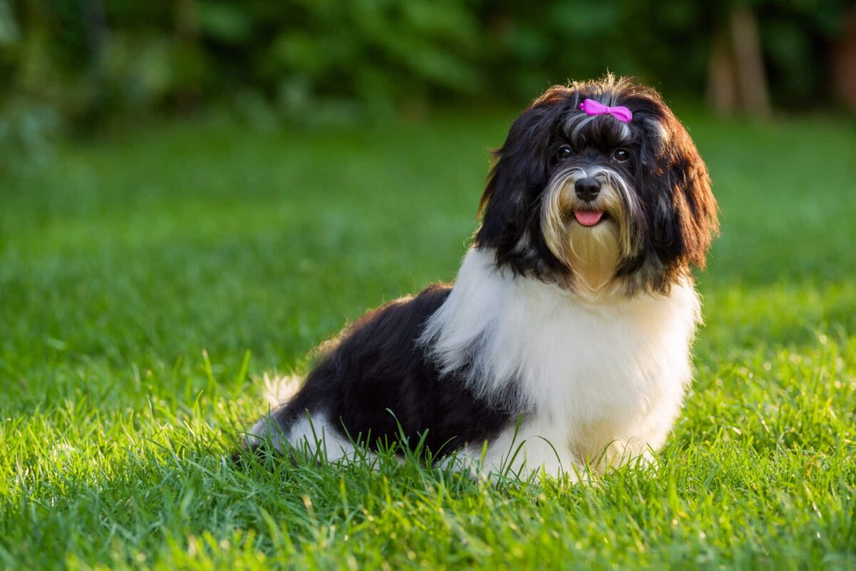 12 Impossibly Cute Toy Dog Breeds You Have To See To Believe