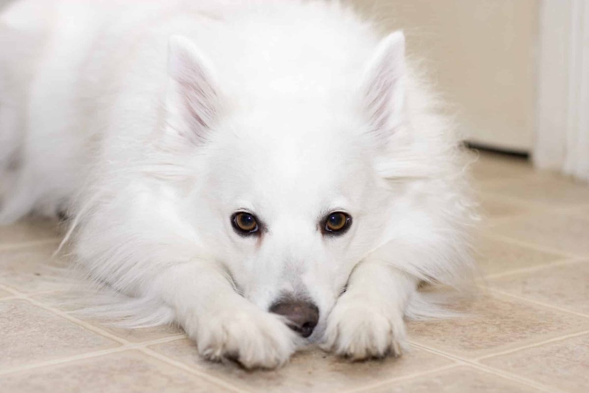 American Eskimo Dog expressing playful affection, fluffy elegance, and cheerful autumn companionship.