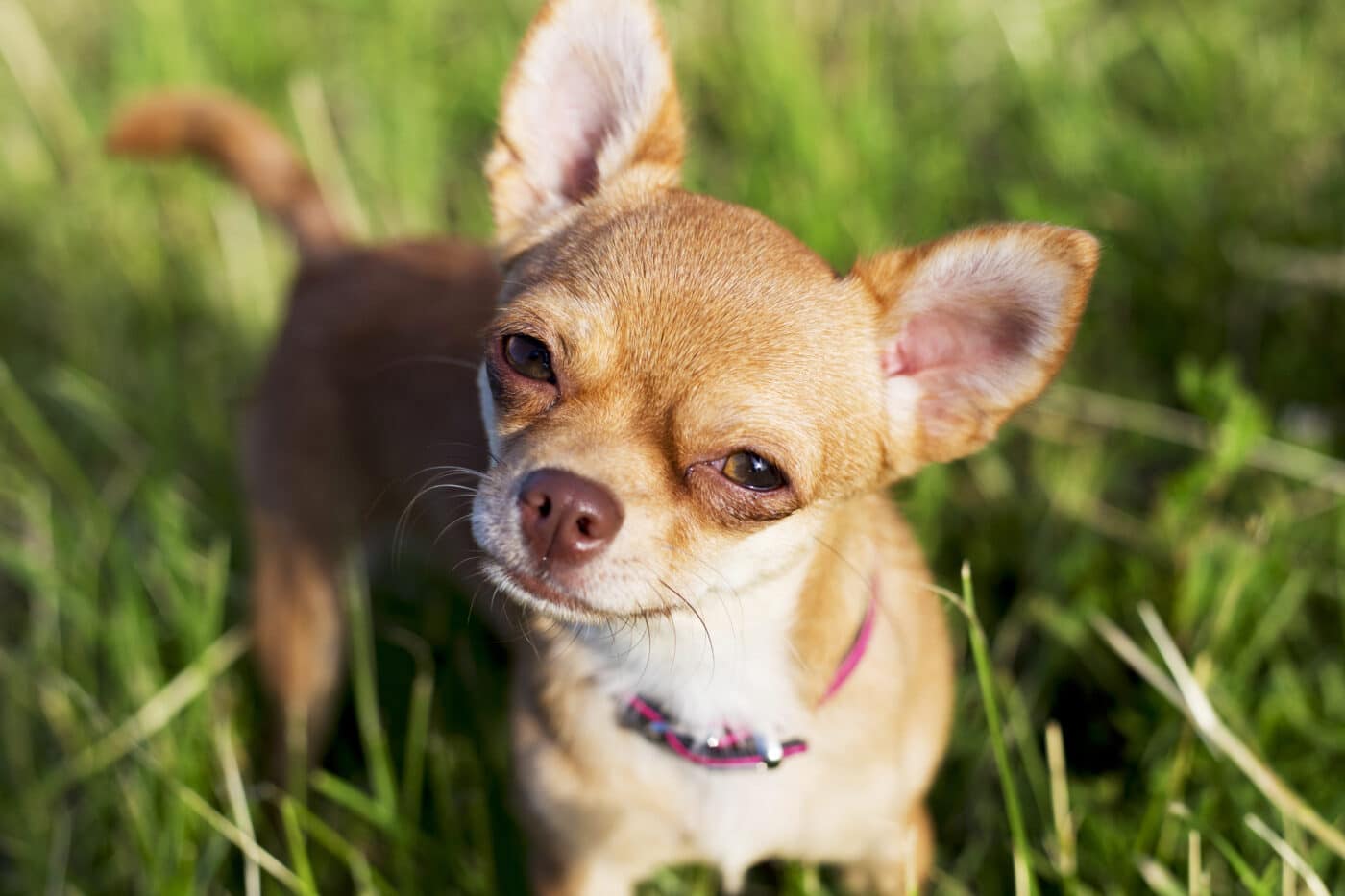 A,Tiny,Chihuahua,On,A,Grassy,Hill