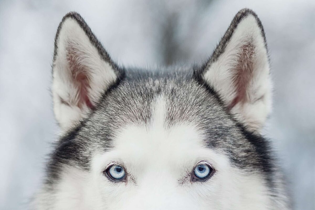 Portrait,Of,Siberian,Husky,On,Background,Forest.,Ears,And,Blue