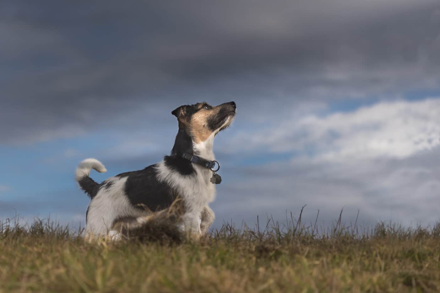 Jack Russell Terrier