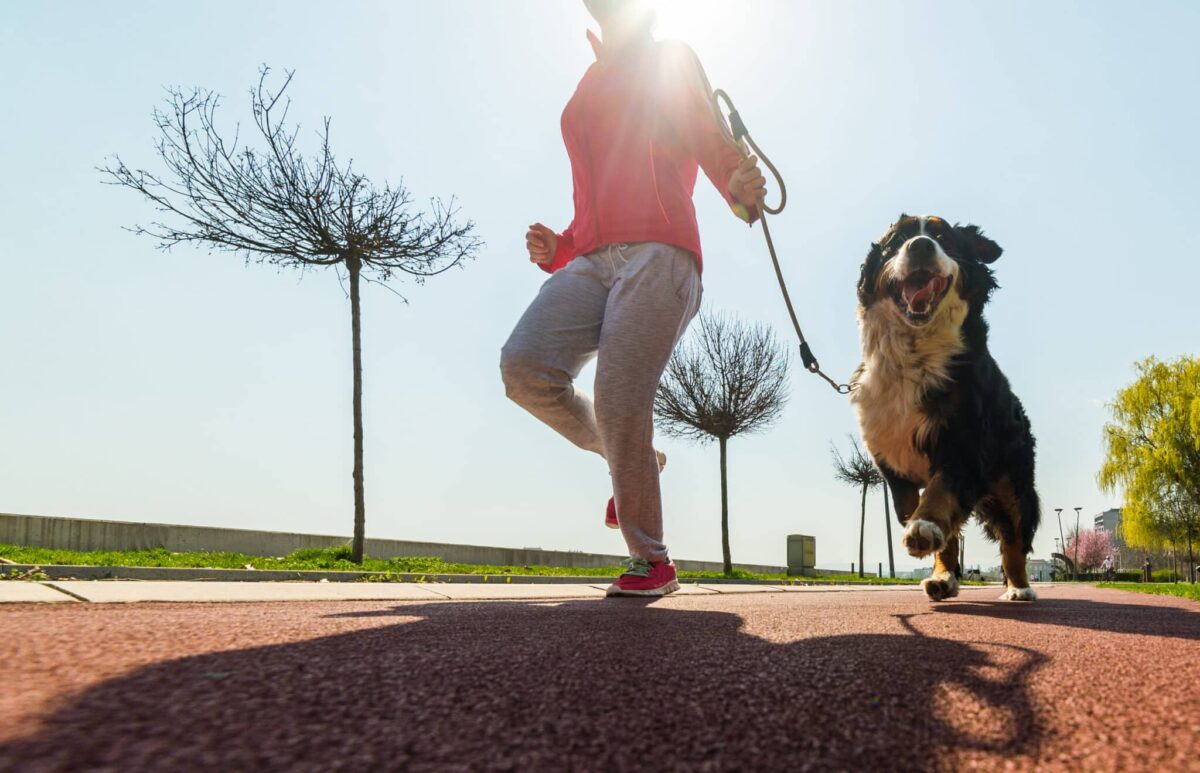 The ten Highest Canine Breeds for Runners