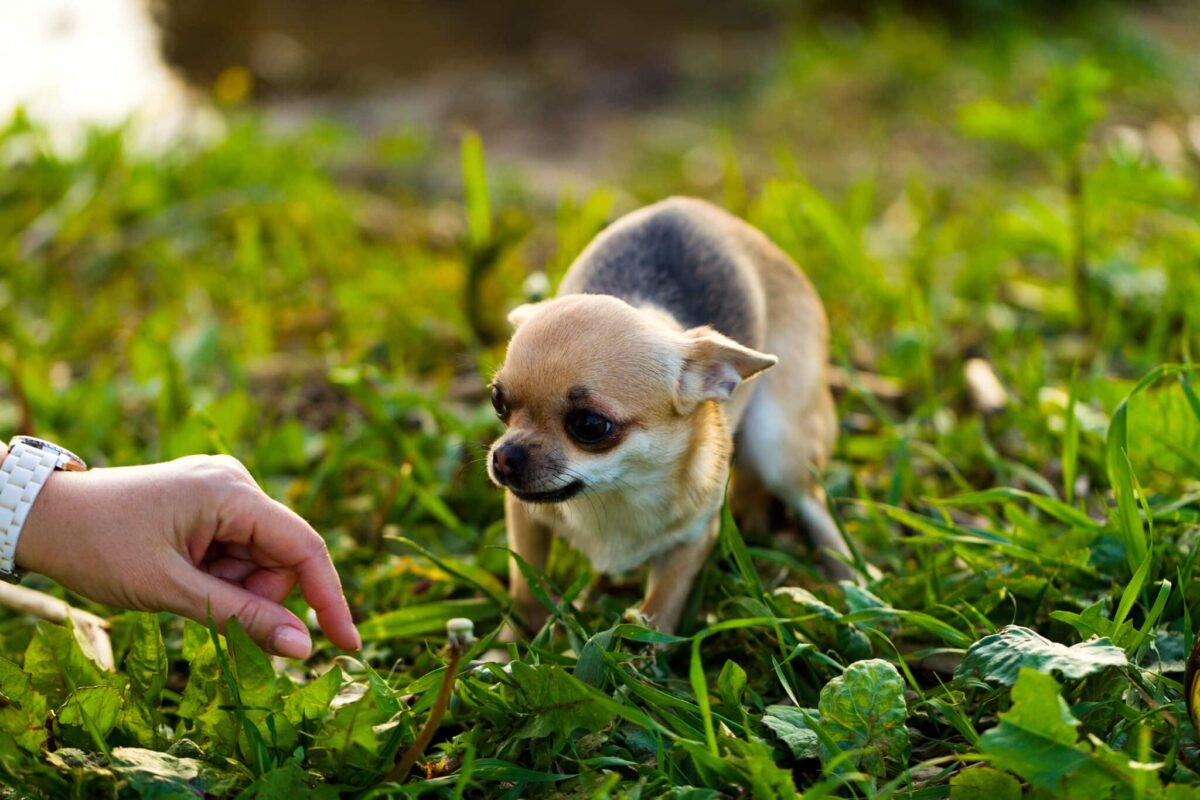 Can Dogs Really Smell Fear? The Science Behind the Myth