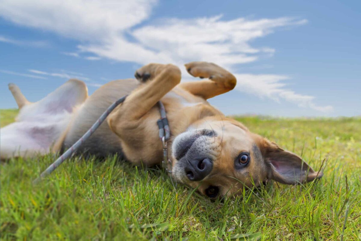 The Secret Behind A Dog’s Love For Tummy Rubs