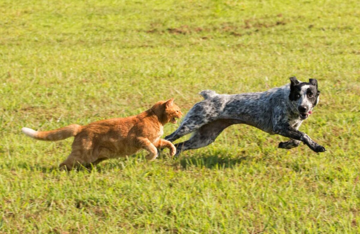 Ginger,Tabby,Cat,Chasing,A,Young,Dog,In,High,Speed,