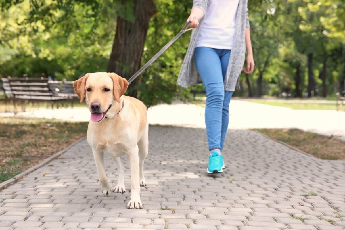 12 Dog Breeds Who Prefer People Over Other Dogs