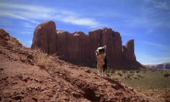 Monument,Valley,Park,Dog