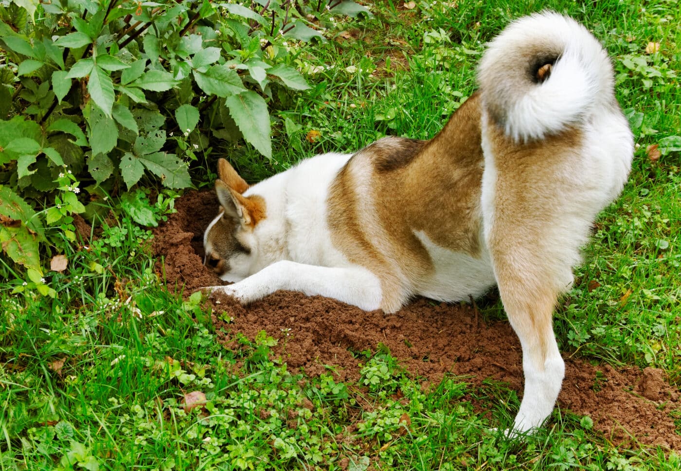 Purebred,Dog,In,A,Garden.