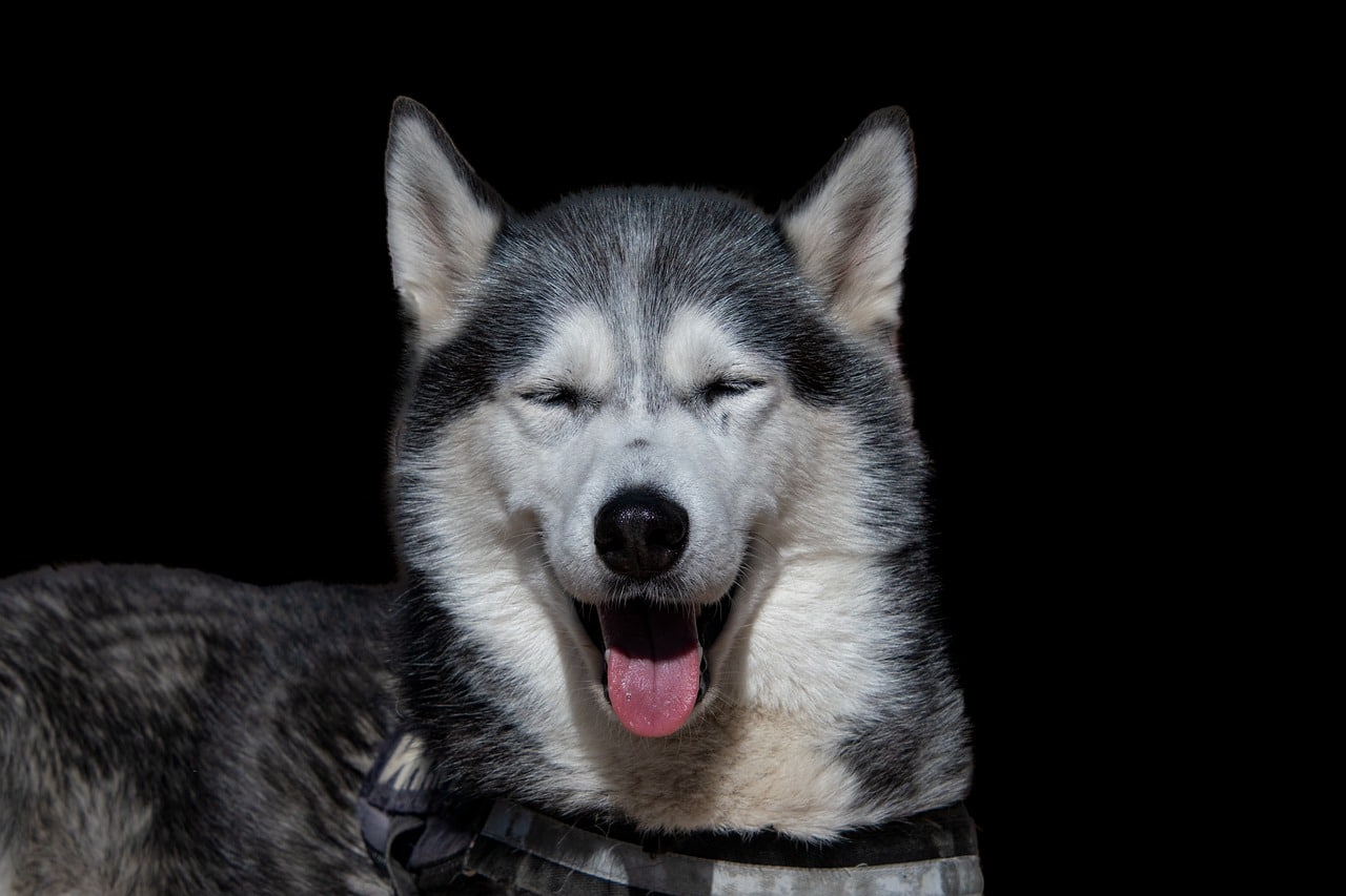 Siberian Husky