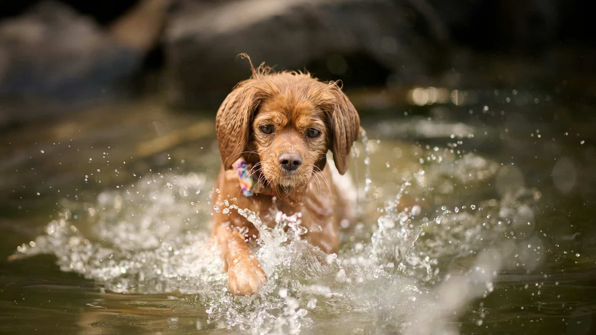 Dog out of the water