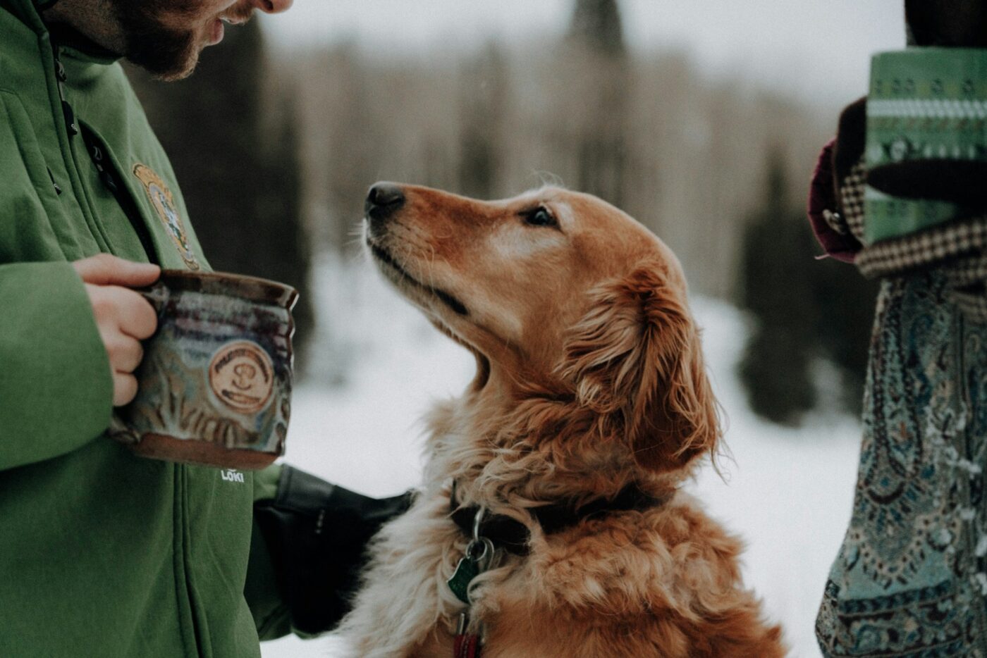 Friendly dog with human