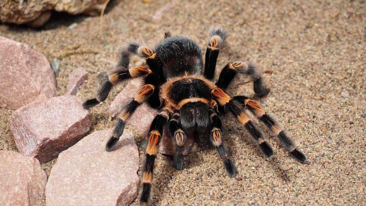 Tarantula