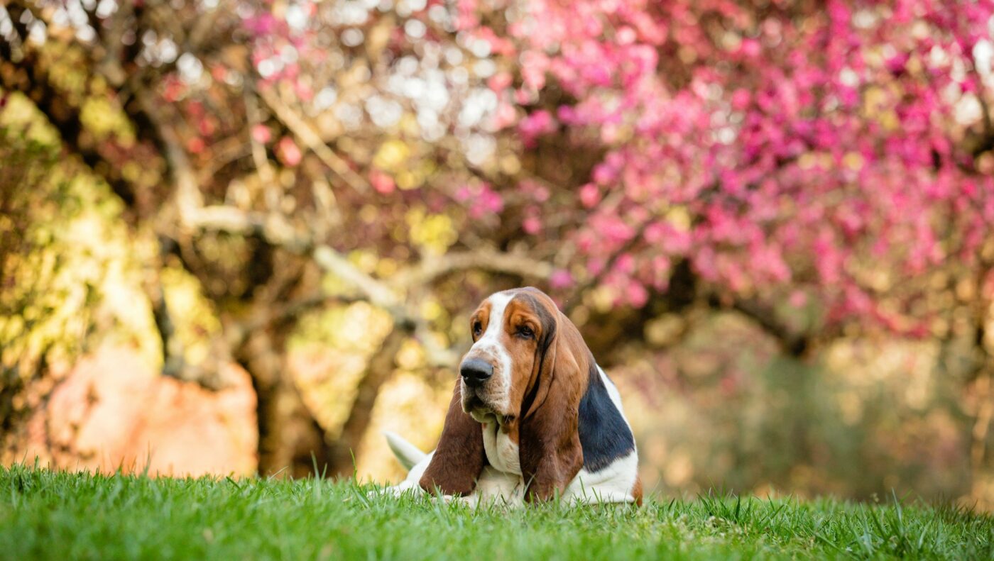 Basset Hound