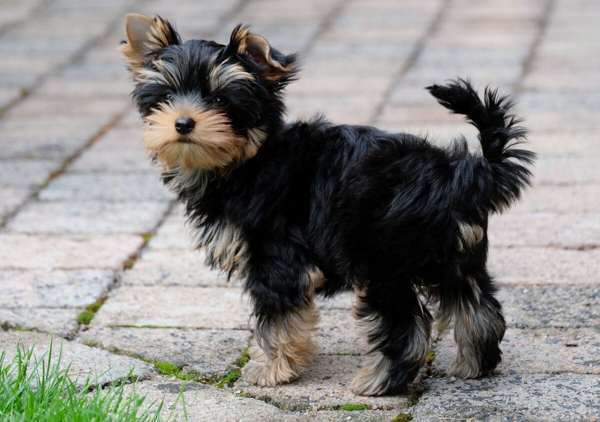 9 Fun Facts You Didn’t Know About Yorkies