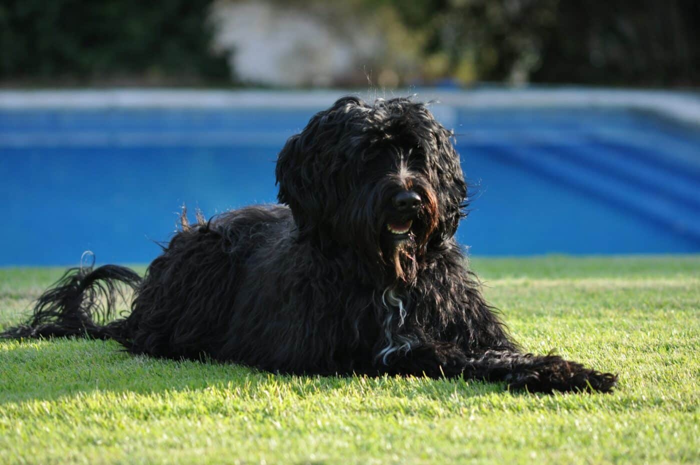 Portuguese Water Dog
