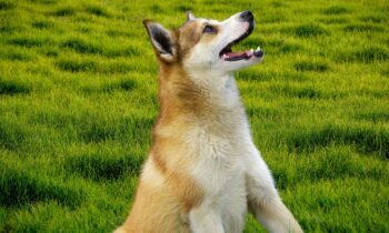 Norwegian Lundehund