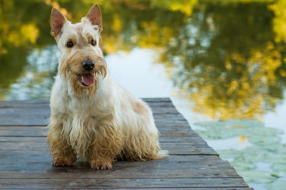 9 Dog Breeds That Are Famous for Their Independent Spirits