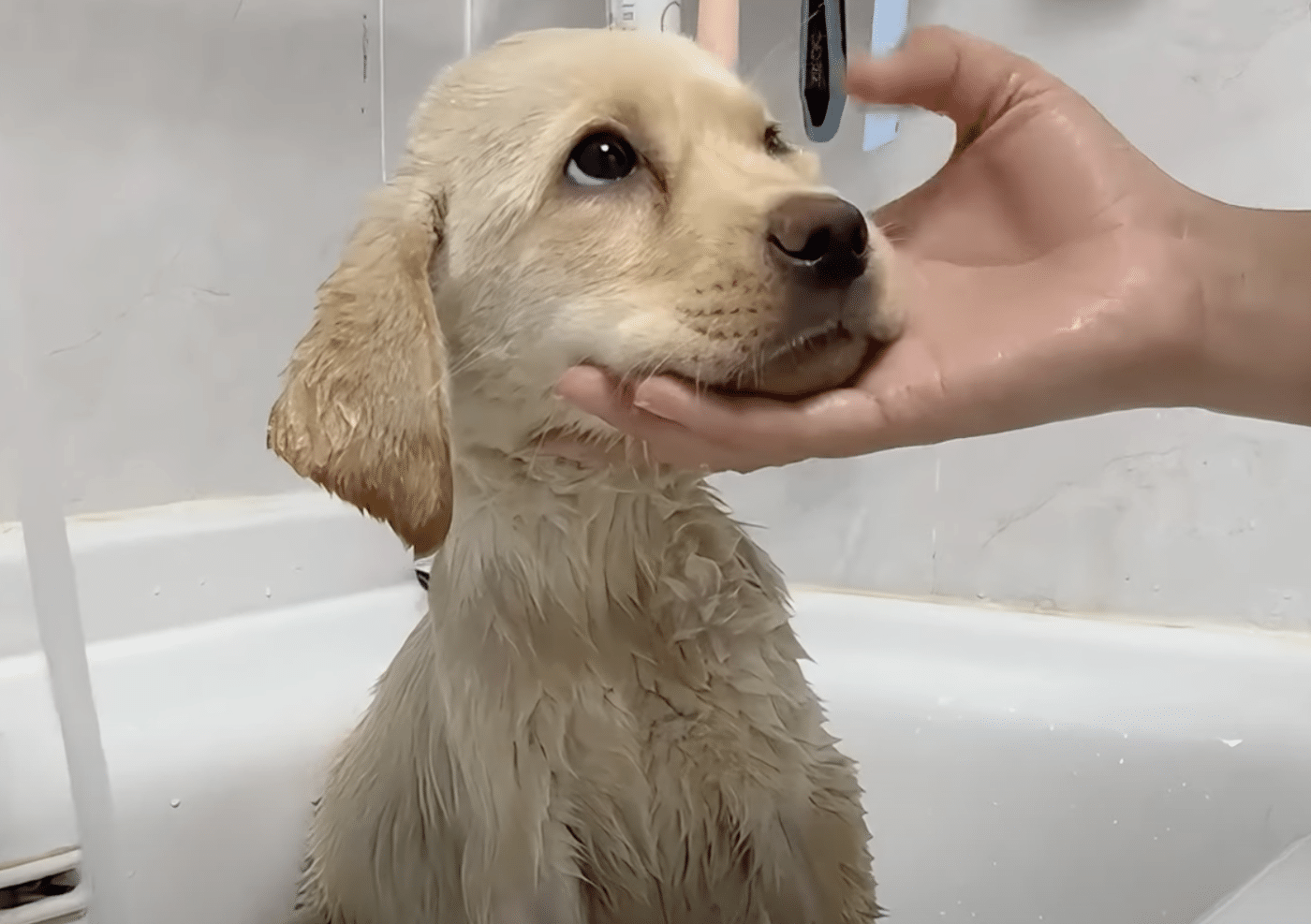 Stray Puppy Limped To Woman With Pained Paw And She Slowed Her Pace