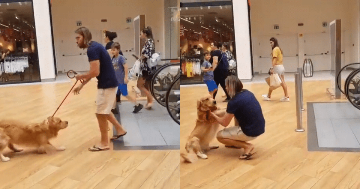 When the Escalator Is Too Scary, This Loving Owner Lifts His Pup to Safety