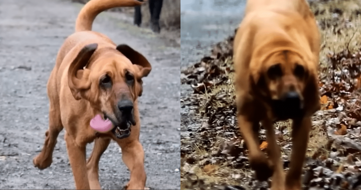 Dog’s Hilarious Accidental Marathon Run After Mom Lets Her Out