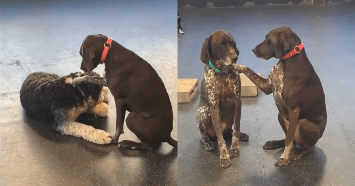 Adorable Dog Steals the Show at Daycare by Petting Other Dogs