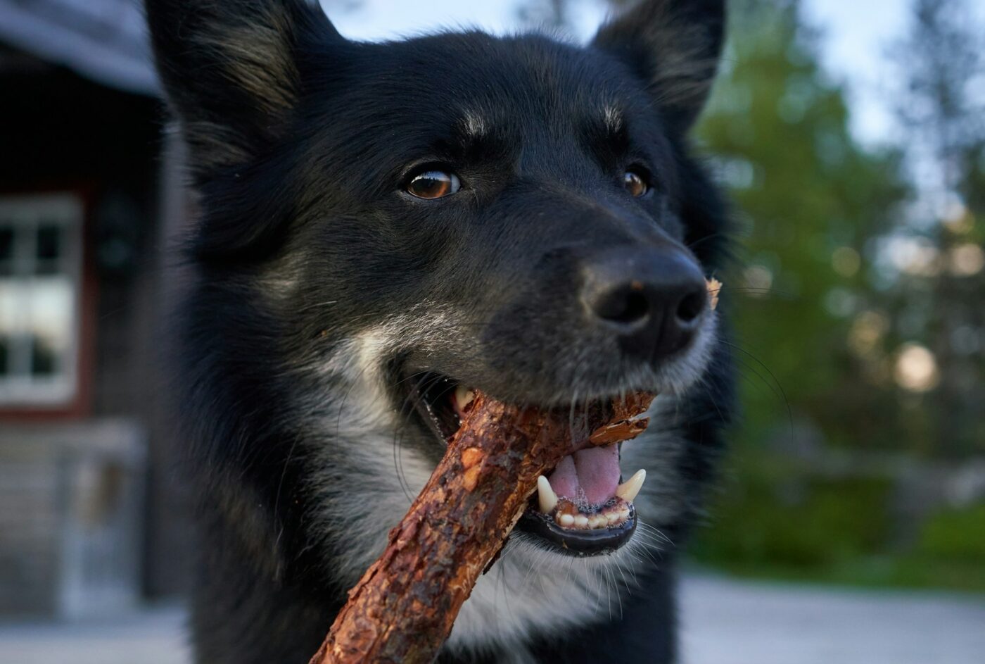 Finnish Lapphund