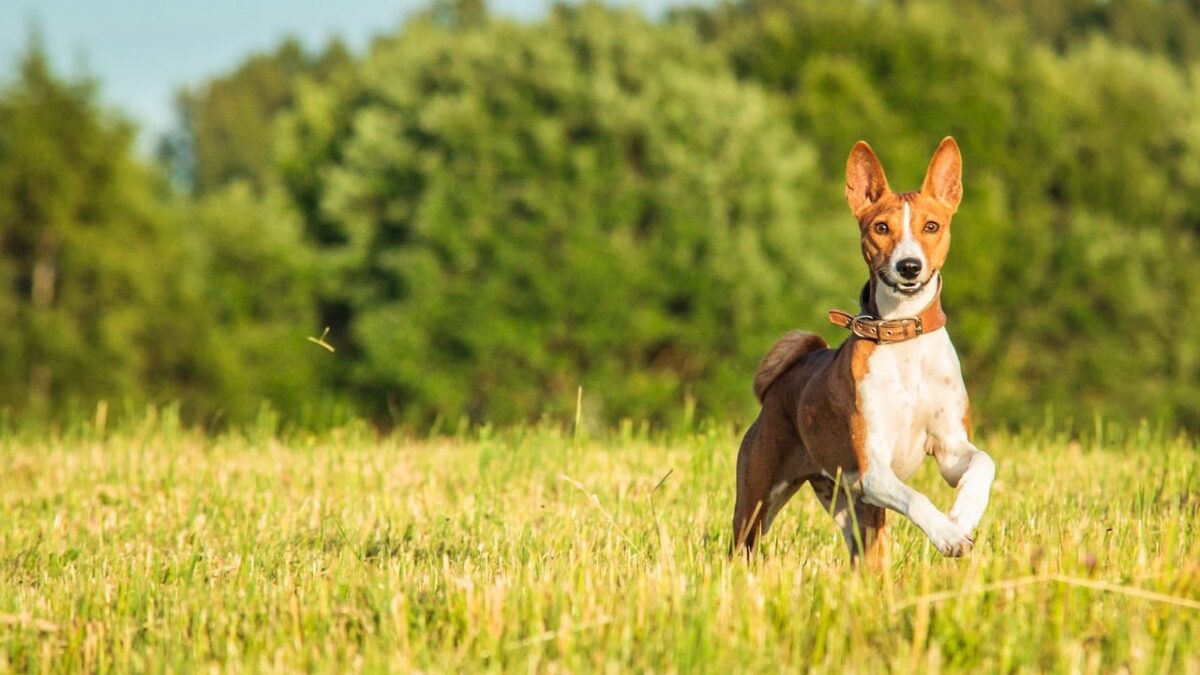 11 Dog Breeds Who Are Known For Their Graceful Movement