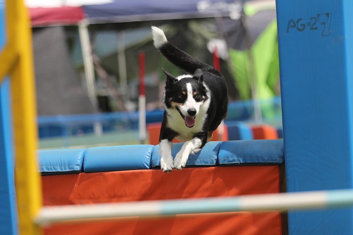 Border Collie