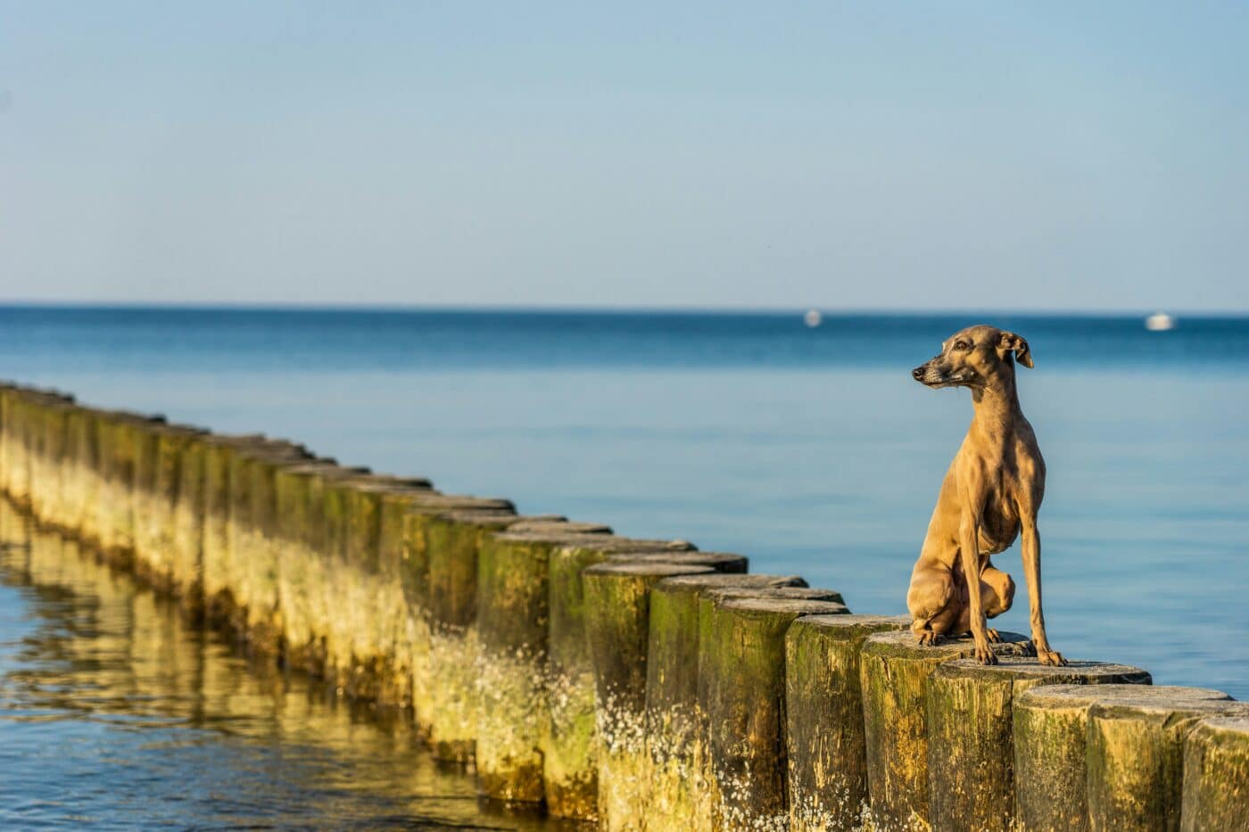 Italian Greyhound